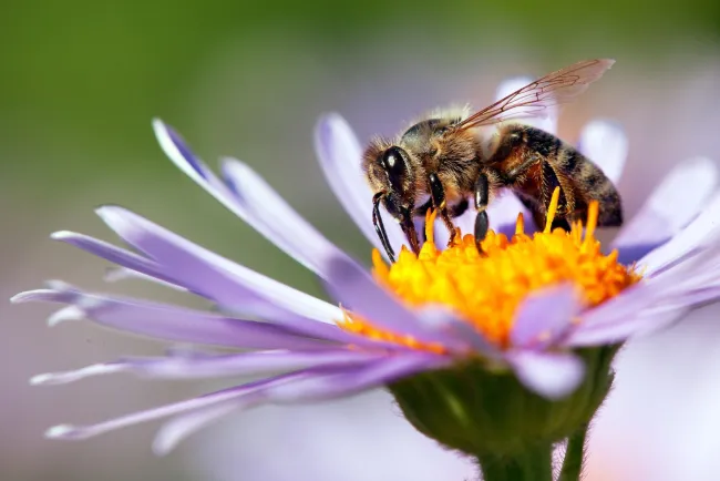 Abejas son atraídas por “dispositivos ópticos” en plantas