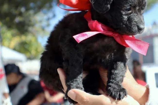 Realizan exitoso bazar urbano y exposición de mascotas