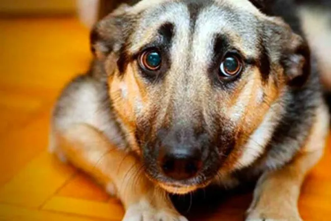 Llaman a evitar pirotecnia; prevenir ansiedad en mascotas