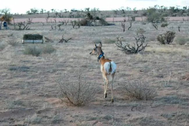 Regresan seis berrendos a la reserva de la Biósfera El Pinacate