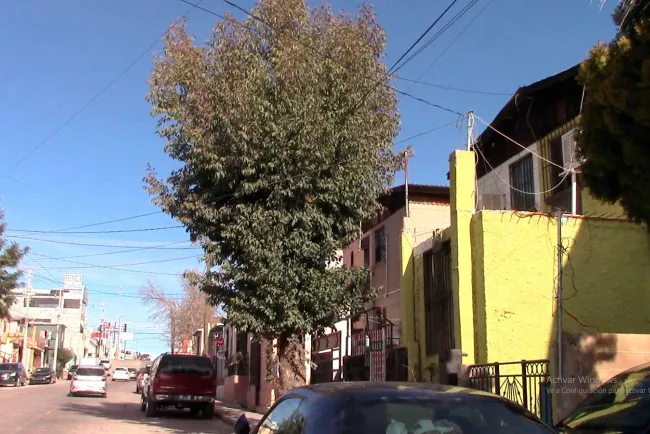 Pide vecina poden árbol que afecta cableado