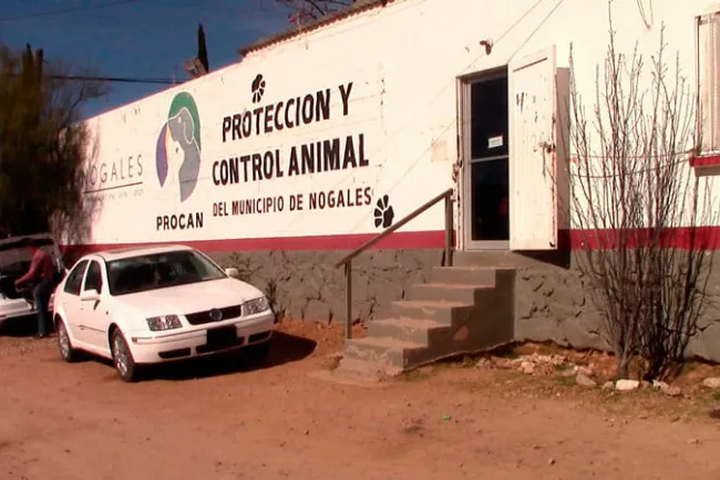 Nogales, municipio líder en esterilizaciones de mascotas