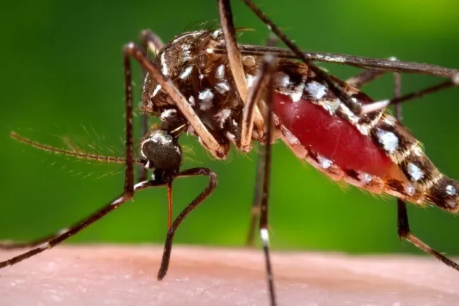 Alertan científicos por “superresistencia” de mosquitos a insecticidas