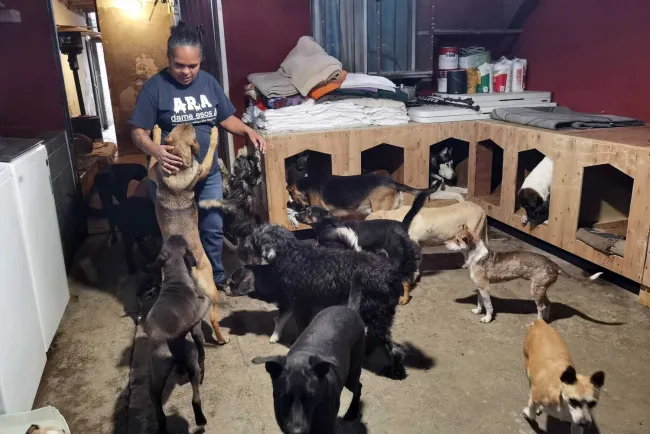 Piden apoyo para alimento para perros y gatos