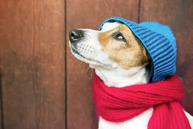 No es recomendable vestir a mascotas con abrigos