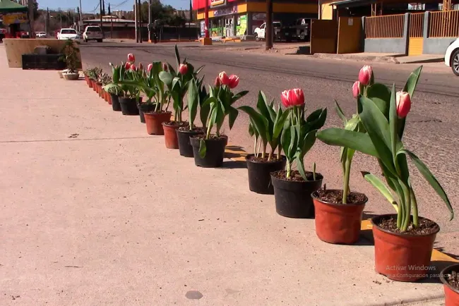 Llega a Nogales el tulipán holandés