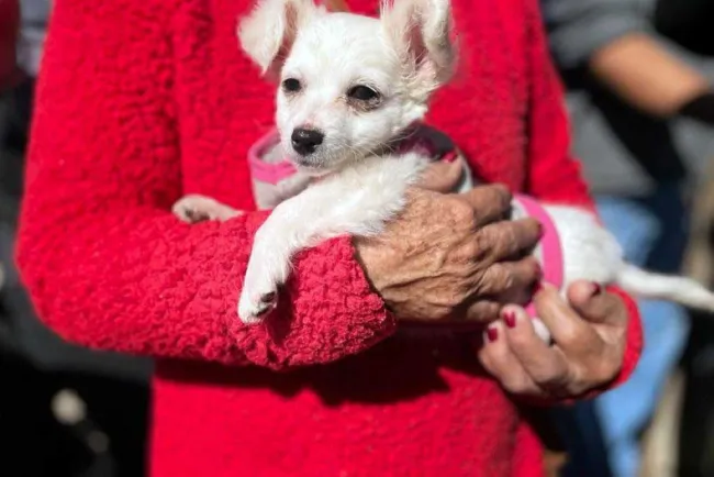 Exitosa campaña de esterilización en colonia La Mesa