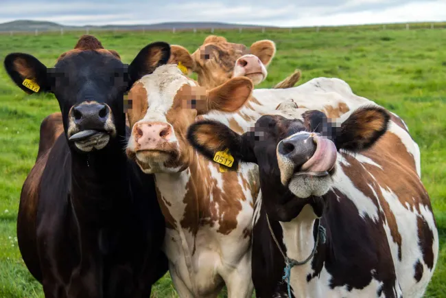 Clonan científicos de China a tres "súpervacas"; prevén tener miles