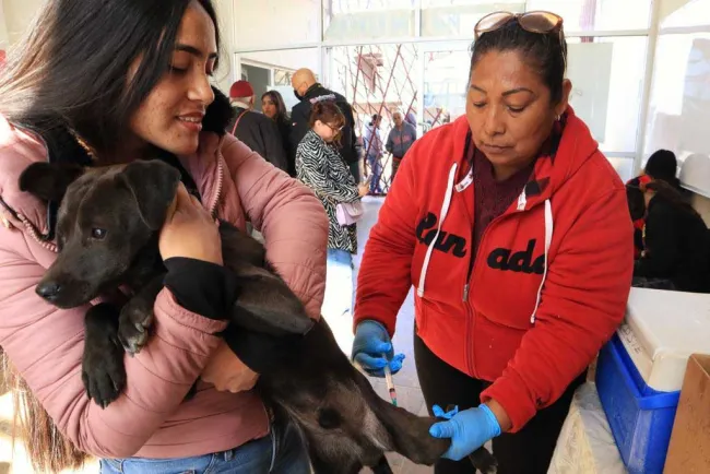 Intensifican jornadas de esterilización para el control animal