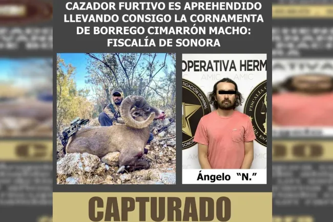 Detienen a presunto cazador furtivo de borrego cimarrón