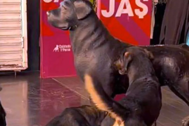 Ladran perritos a adorno de "Cuidado con el Perro" y se hacen virales