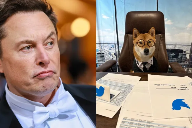 Nombra Elon Musk a su perro como CEO de Twitter: Es muy bueno para los números