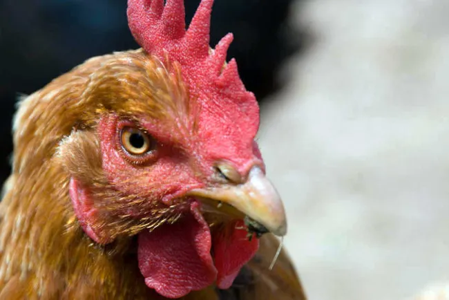 Lleva niña a la escuela una gallina; NO entendió la tarea de su profesor