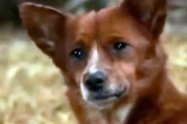 Llora perrito desconsolado al separarse de su mejor amiga, una vaca