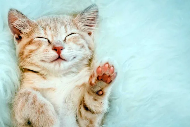 Tienen felinos 3 Día del Gato; cada uno tiene significado distinto