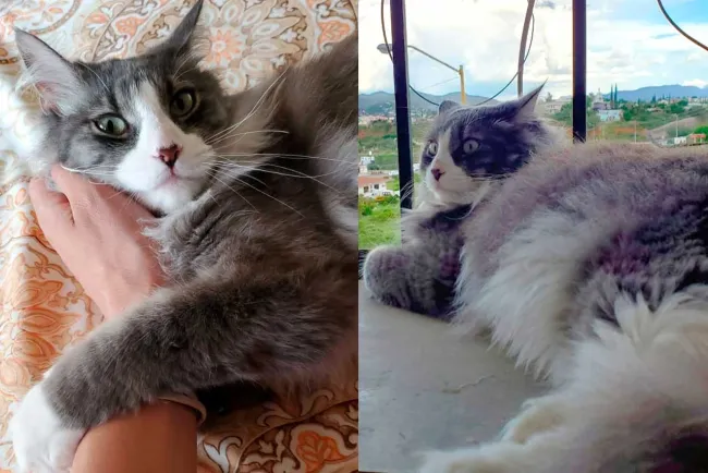Celebran a gatos en su día