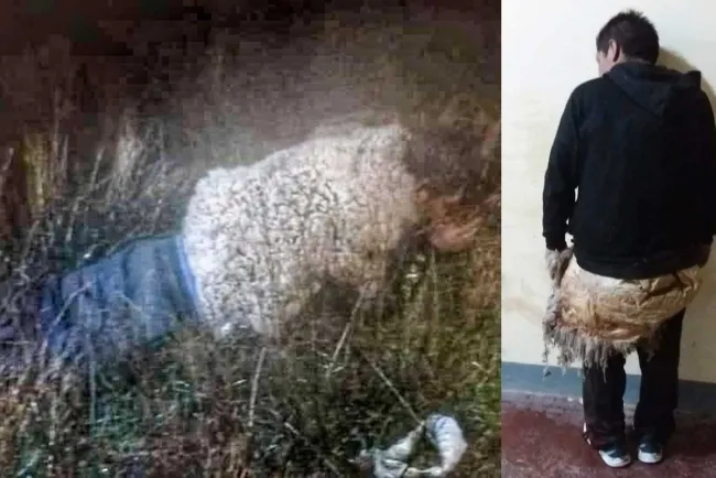 Se disfraza preso de oveja e intenta escapar de prisión en Bolivia