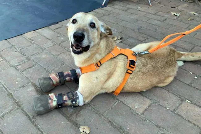 Perrito mutilado por el naco triunfa en el mundo, su nombre Pay de Limón