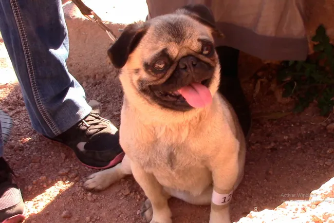 Esterilizan mascotas en sector Las Torres