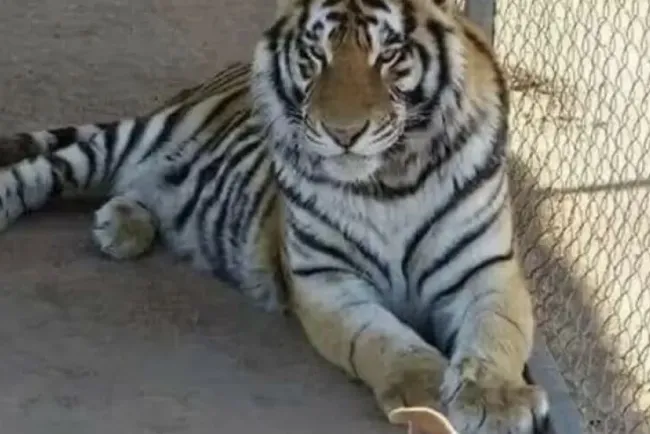 FGR espera solicitud de intervención en robo de tigre de bengala en Hermosillo