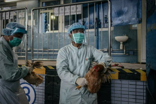 Detectan en China nuevo caso de gripe aviar A-H3N8 en humanos