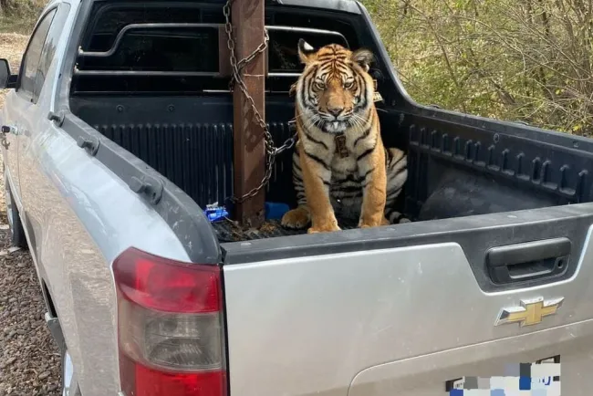 Viajaba convoy en Sinaloa con un tigre