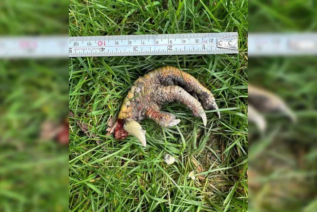 Encuentra mujer ‘garra de dinosaurio’; expertos no saben origen