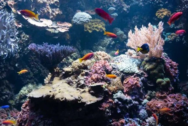 Ecosistemas marinos en jaque por ola de calor