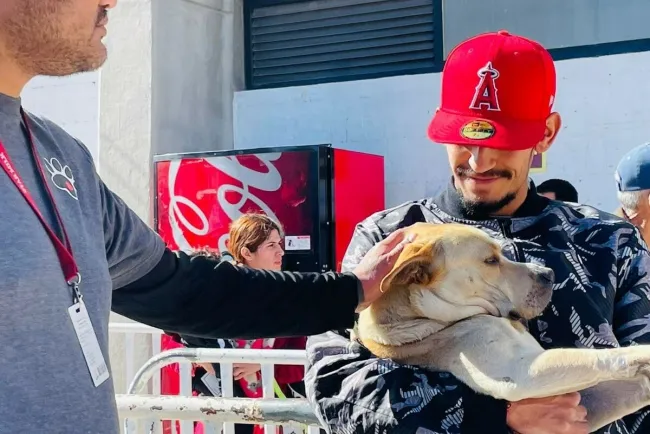 Alistan jornadas de esterilización de mascotas para esta semana