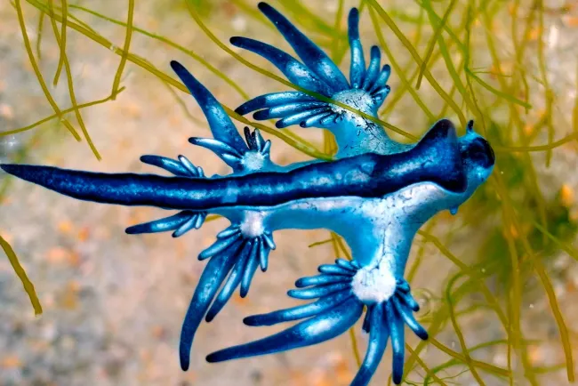 Hallan venenosos 'Dragones azules' en España