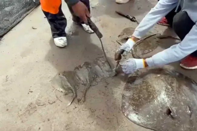 Investiga FGR caso de amputación de mantarrayas en Huatabampo