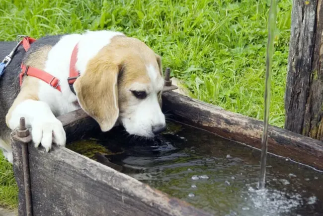 Cuida a tu mascota del calor con estos tips