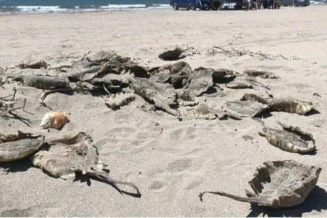 Capacitarán a funcionarios en temas relacionados con medio ambiente