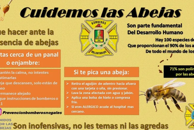 Presencia de abejas en colonias aumenta llamados de auxilio