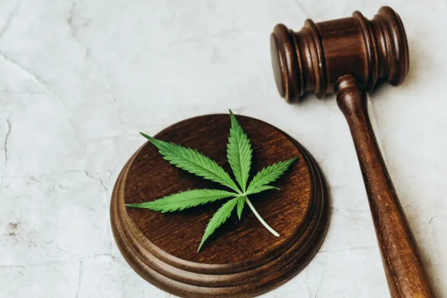 Celebran el 20 de abril el Día de la Marihuana