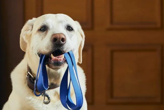 Emite CACF recomendaciones a dueños de mascotas