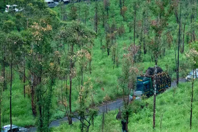 Atrapan a elefante asesino y ladrón en la India