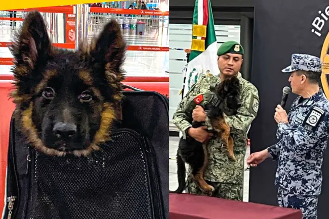 Llega cachorrito donado por Turquía, el heredero de Proteo
