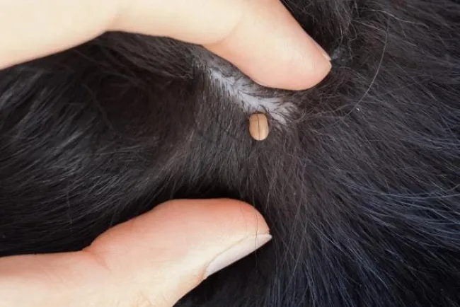 Trabajan en prevención de la Rickettsia en esta frontera