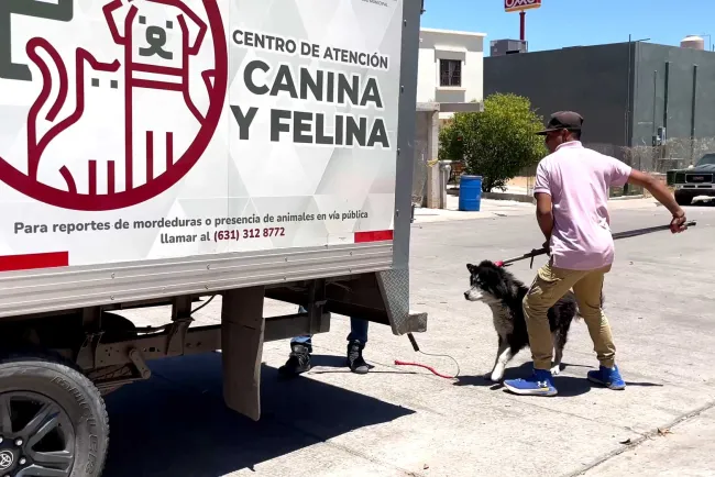 Instruyen operativo para control de perros en Nuevo Milenio