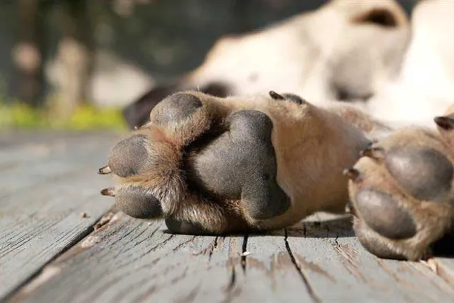 Denuncian envenenamiento de perros