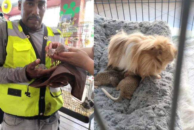 Rescatan a ardillitas bebés