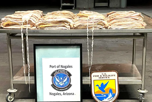 Decomisan más de 100 kilos de Totoaba en AZ