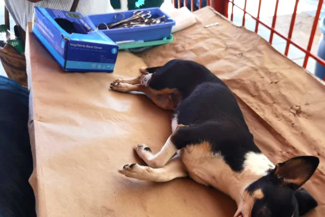 Logran 50% de meta del Centro de Atención Canina y Felina