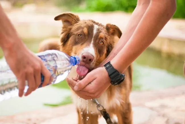 Afectan golpes de calor a mascotas, llaman a cuidarlas