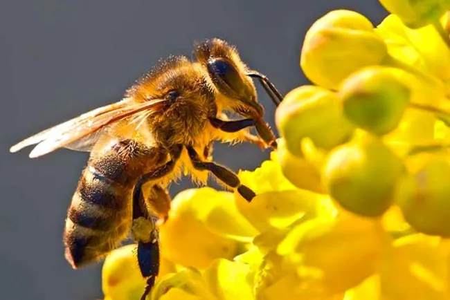 Invitan a respetar a las abejas