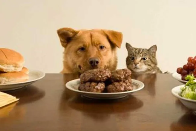 La importancia de dar la comida correcta a las mascotas