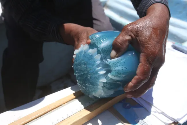 Nuevo negocio del ‘narco’ en Sonora pesca de medusa bola de cañon