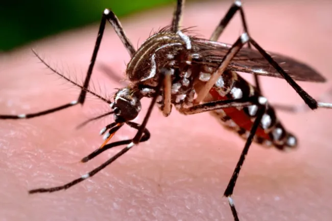 Esto es lo que atrae a los mosquitos, mira como ahuyentarlos