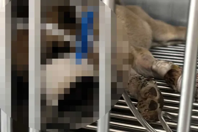 Matan a perrita con machete